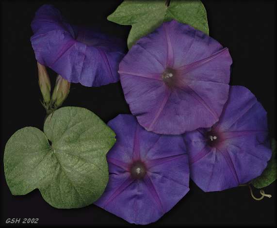 Ipomoea indica, Feb.- Apr. 2002, Villa Ballester, Buenos Aires