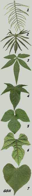 Ipomoea, ����� ������� - tipes of leaves: 1. I.quamoclit, 2. I.multifida, 3. I.cairica, 4. I.batatas, 5. I.indica, 6. I.lobata, 7. I.purpurea
