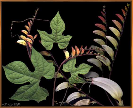 Ipomoea lobata, July 2001, Kaluga, Russia