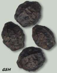  Mirabilis jalapa seeds up to 9x5 mm: Apr. 15, 2002, Buenos Aires