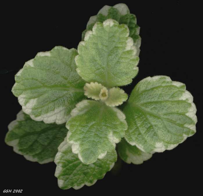 Plectranthus amboinicus from my patio: Apr. 11, 2002, Villa Ballester, Buenos Aires, Argentina