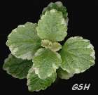 Plectranthus amboinicus:  - zoom - ampliar