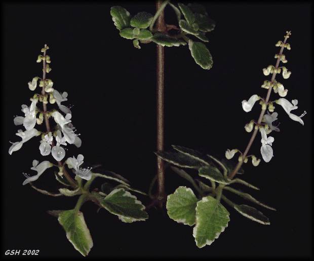 Plectranthus amboinicus from my patio: Apr. 19, 2002, Villa Ballester, Buenos Aires, Argentina