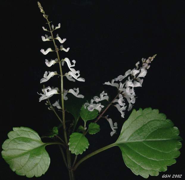 Plectranthus australis,   ,    