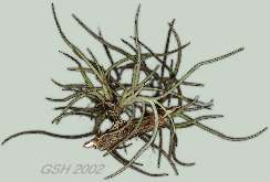  - Zoom - Ampliar.Tillandsia recurvata    - from my patio: 6 Oct. 2001, Villa Ballester, Buenos Aires, Argentina