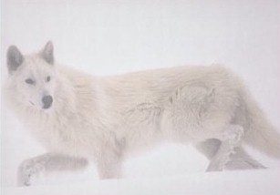 whitewolfback.jpg (9623 bytes)
