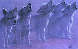wolf8sm.jpg (3687 bytes)