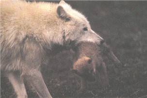 wolfmom.jpg (18219 bytes)