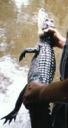 Gator