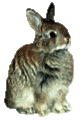 Bunny's picture