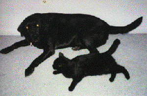 Maggie's and Milou's picture