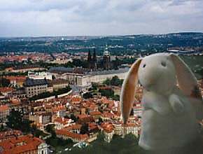 Aerial view & Bun-bunny