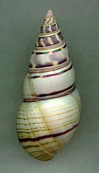 achatina1