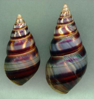 aguayoi