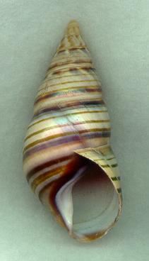 archeri aperture