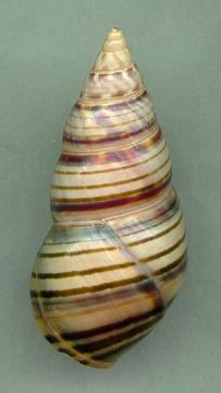 archeri