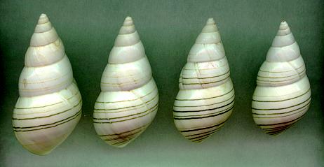 crenatus color series