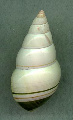 delicatD.jpg (12080 bytes)