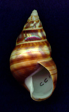 gloriaAP.jpg (18658 bytes)