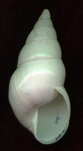 howelli aperture