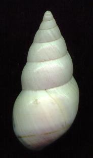 howelli