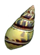 hybdJPG.jpg (6944 bytes)