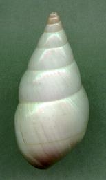 jaumei