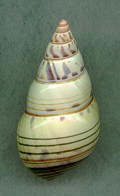lignumD.jpg (15753 bytes)