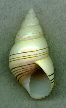 matecumbAP2.jpg (12170 bytes)