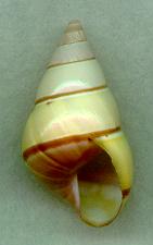 nobilis aperture