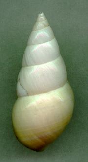 organensis
