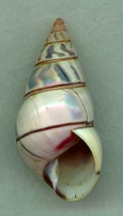 pallid aperture
