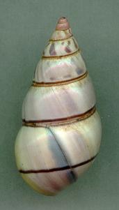 pallidus