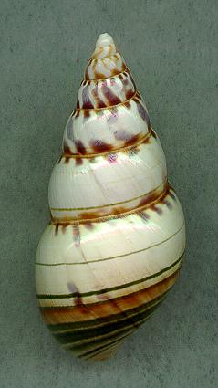 pseudopictD2.jpg (16329 bytes)
