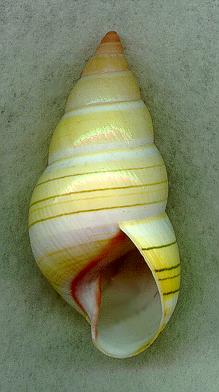 roseatus2AP.jpg (14013 bytes)