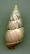 russelli