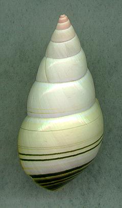 simpsoD.jpg (13029 bytes)