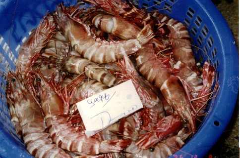 TigerPrawn2.JPG (117494 bytes)