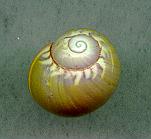 sulphurosa flammulata viridis