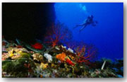 diving