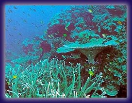 kohlarnundersea