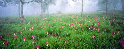 saithong