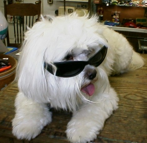 This is Casper who works EVERY DAY. His duties include Barking at EVERYONE who comes in the door and marking EVERY car tire that he finds in the parking lot!