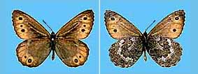 Oeneis jutta akoene, holotype male