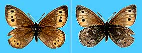 Oeneis jutta akoene, paratype (allotype) female