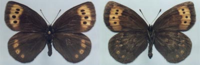 Oeneis jutta akoene, paratype (allotype) female