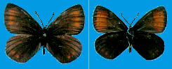 Erebia anyuica ilchira, holotype male