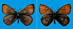 Erebia anyuica ilchira, paratype female