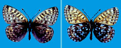 Clossiana erda kitoica, paratype female