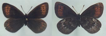 Erebia dabanensis sokhondoensis, holotype male